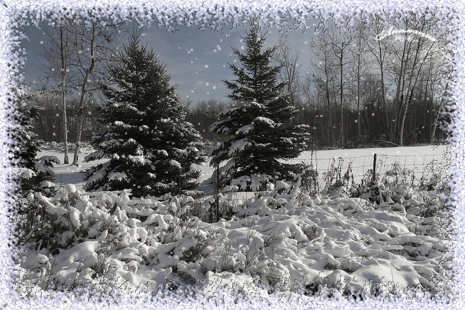 Новогодние открытки. Классическая анимированная новогодняя открытка. На открытке чудесная зимняя картина – заснеженные ёлки, берёзы и такое необыкновенно синее для зимнего времени года небо. Анимированные снежинки дополняют эту замечательную картинку.