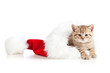 Фото рыжего котёнка для новогоднего оформления