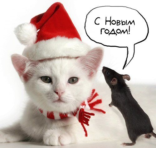Новогодние открытки с кошками (2)