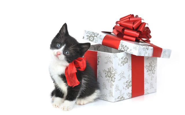 Новогодние открытки с кошками (4)