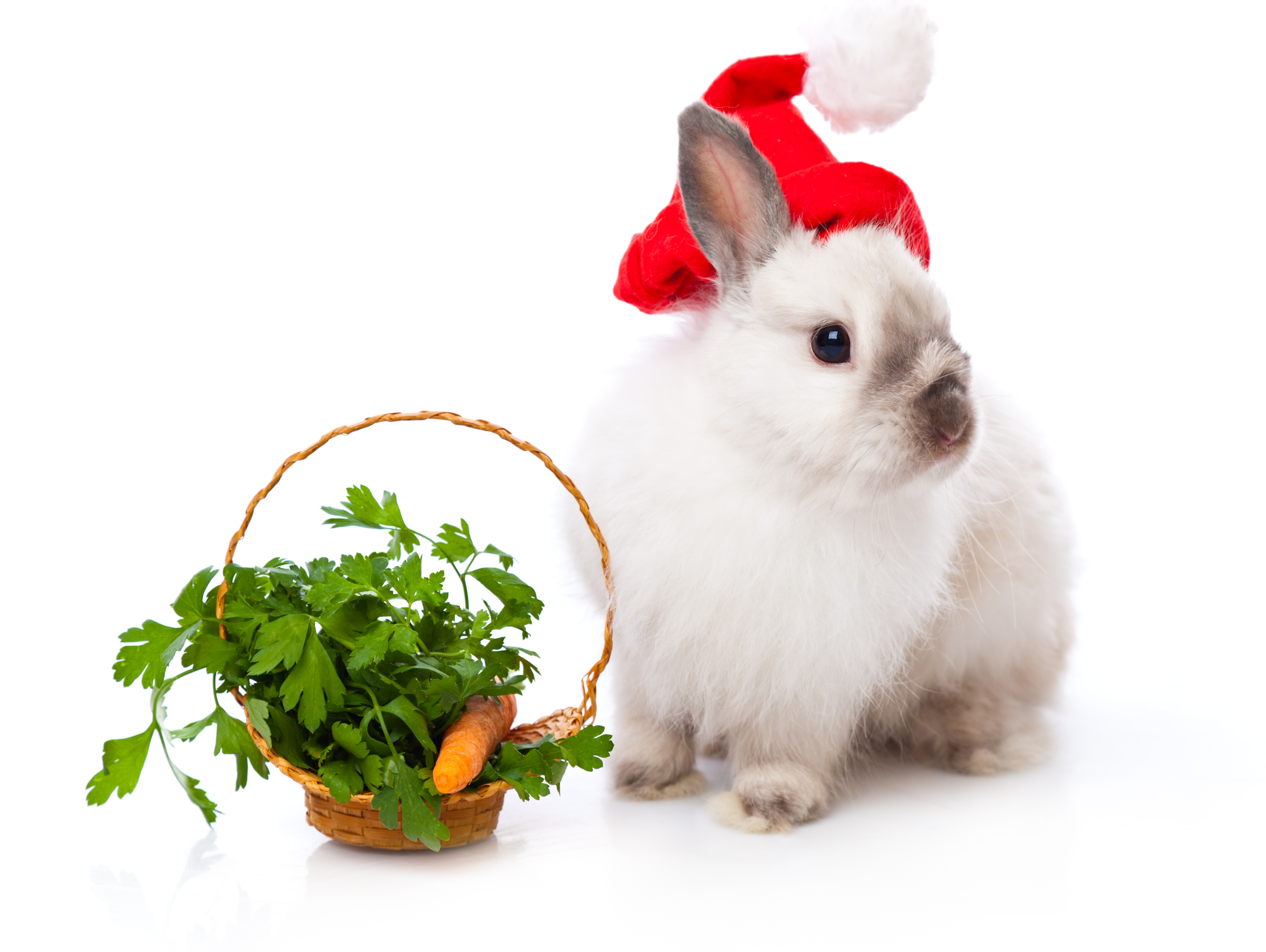 White rabbit and basket with parsley and carrot