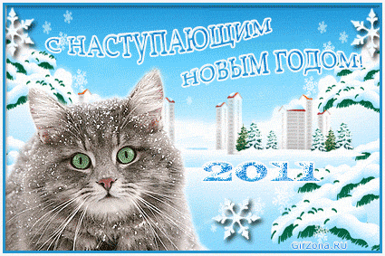 new year cats (7)